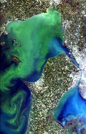 Algal growth a blooming problem Space Station to help monitor