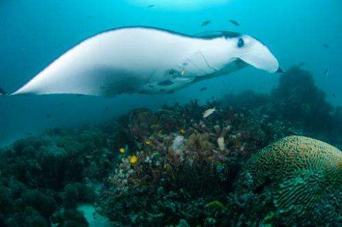 A manta ray swims in the waters of Raja Ampat in eastern Indonesia's remote Papua province, as shown in this Conservation Intern