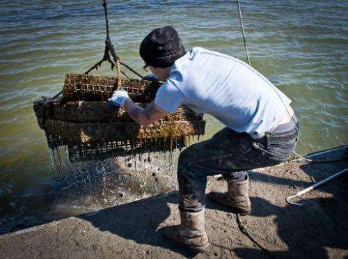 An employee of the Hollywood Oyster company pulls out of the water a basket with fresh oysters at the company farm in the waters