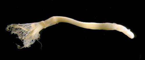 A new species of horseshoe worm discovered in Japan after a 62 year gap