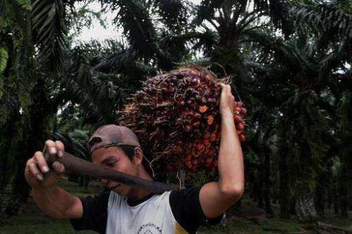 A worker carries a freshly harvested fruit of the palm oil tree in Langkat, Indonesia on May 10, 2014