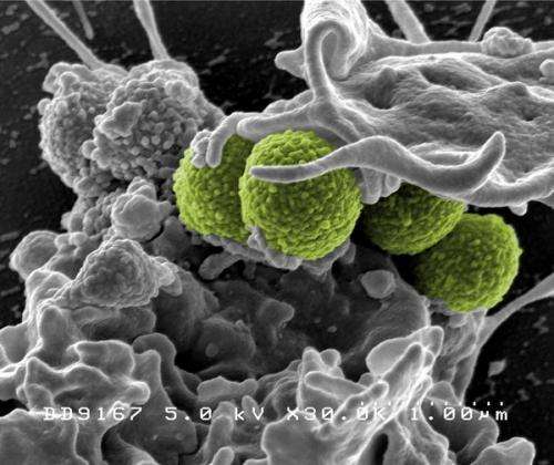 Battling drug-resistant pathogens