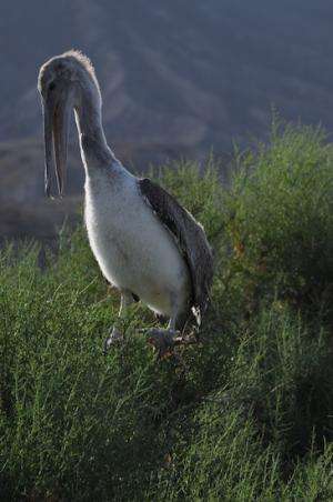 California brown pelicans’ breeding rates dismal