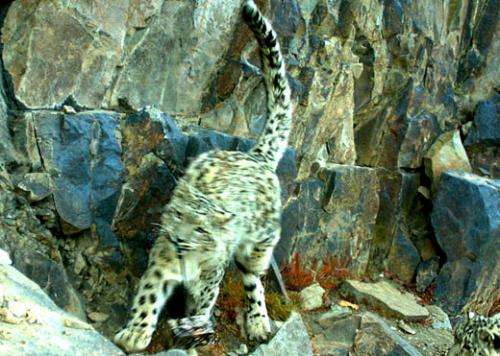 Camera survey gives a rare glimpse into snow leopard family life