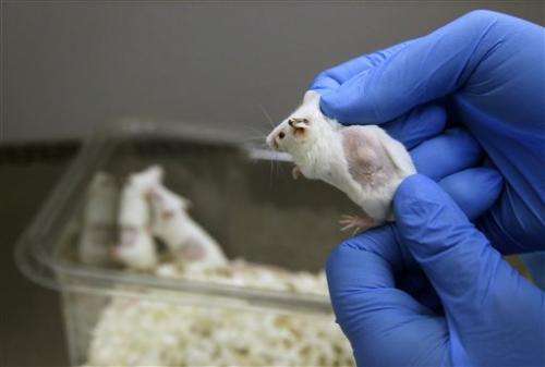 Cancer patients testing drugs on mouse 'avatars'
