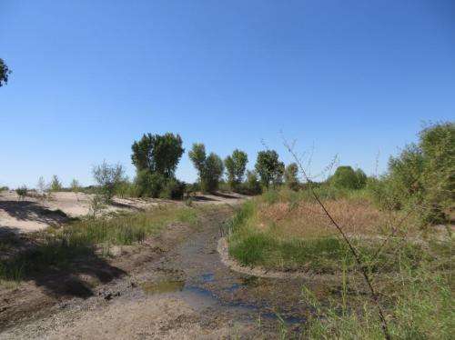 Colorado River Delta greener after engineered pulse of water