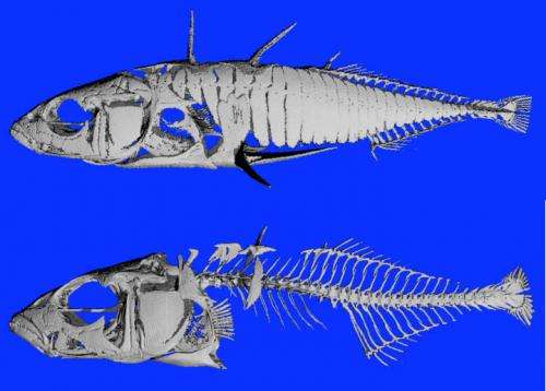 Counting fish teeth reveals regulatory DNA changes behind rapid evolution, adaptation