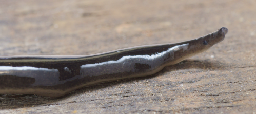 Discovery in France of the New Guinea flatworm