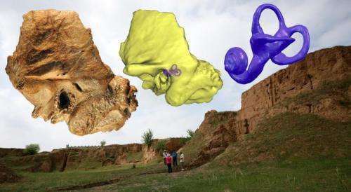 Discovery of Neandertal trait in ancient skull raises new questions about human evolution