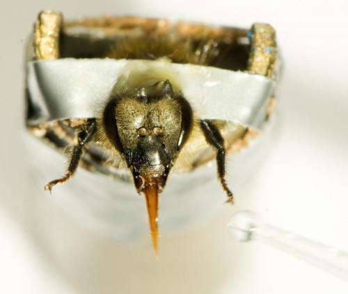 Do you have a sweet tooth? Honeybees have a sweet claw