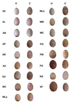 Egg colours make cuckoos masters of disguise