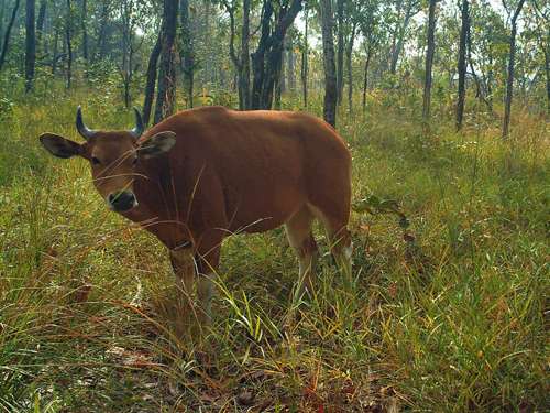Endangered wild cattle discovered in Cambodia’s northwest