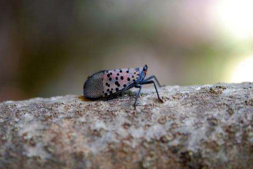 Entomologists hope vigilance, research stop newly discovered spotted lanternfly