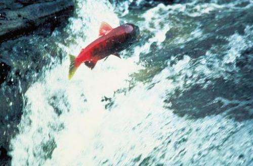 File photo shows a salmon swimming up a stream in Alaska