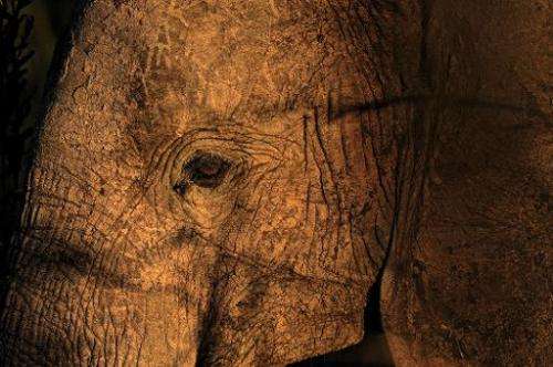 File picture taken on October 13, 2013 shows an elephant in Mikumi National Park, which borders the Selous Game Reserve in south