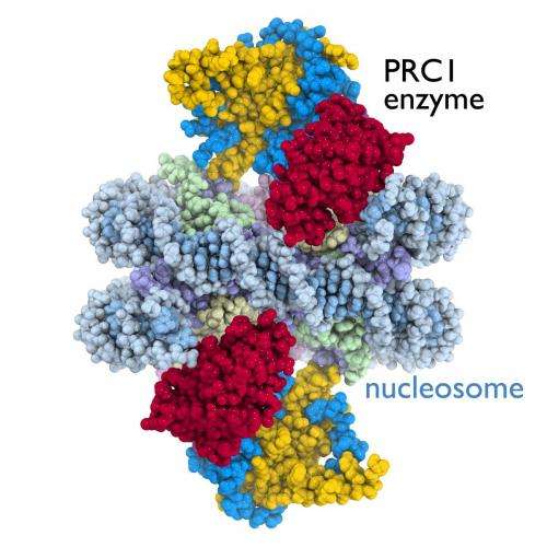First detailed picture of a cancer-related cell enzyme in action on a chromosome unit