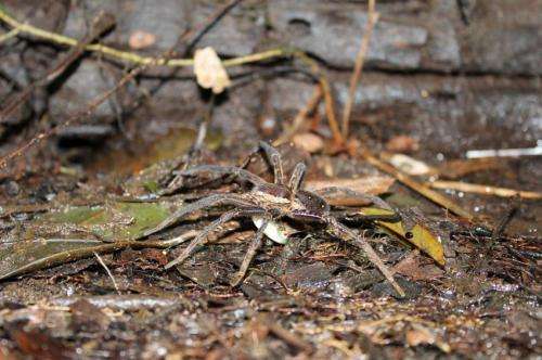 Fish-eating spiders discovered in all parts of the world
