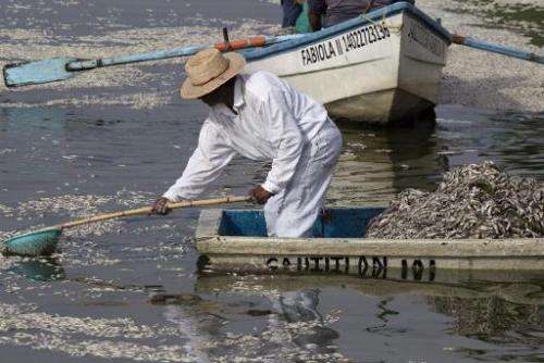 Fishermen collect dead &quot;popocha&quot; fish at the Cajititlan lagoon in Tlajomulco de Zuniga in Jalisco State, western Mexic