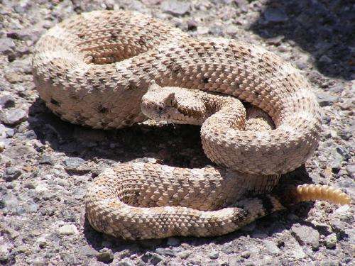Five things to know about rattlesnakes and their babies