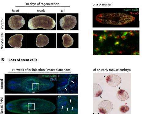Flatworms, the masters of regeneration – but nothing can happen without stem cells