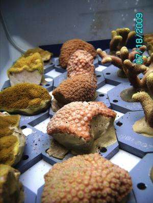 For corals adapting to climate change, it's survival of the fattest -- and most flexible