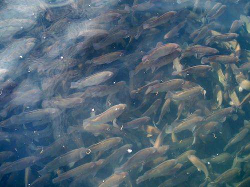 Fulminating parasites that affect the production of tilapia