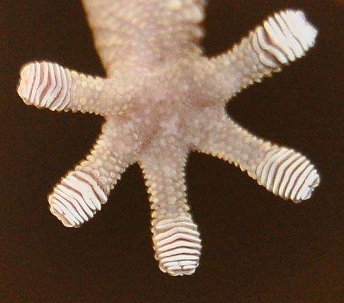 Geckos are sticky without effort