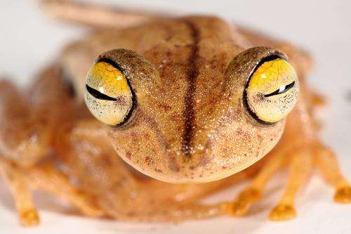 Genes and calls reveal 5-fold greater diversity of Amazon frog species