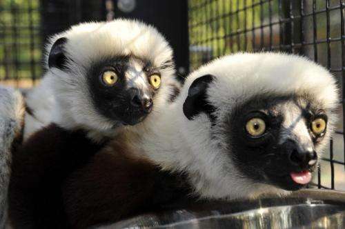 Genome sequences show how lemurs fight infection