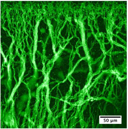 Good hair day: New technique grows tiny 'hairy' materials at the microscale