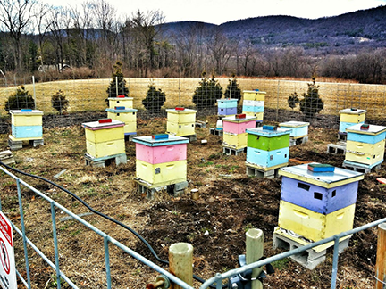 Honeybees show tipping points