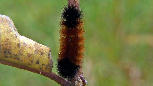How wise is the woolly bear caterpillar's wintry weather prediction?