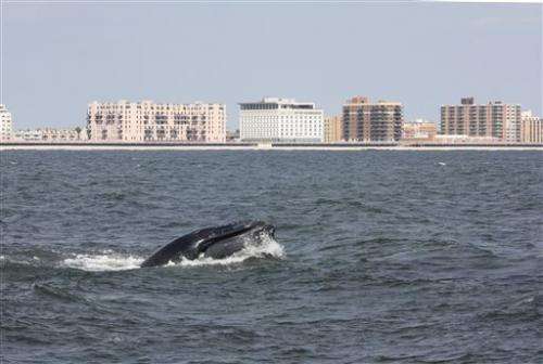 Humpback whales increasing in waters near NYC