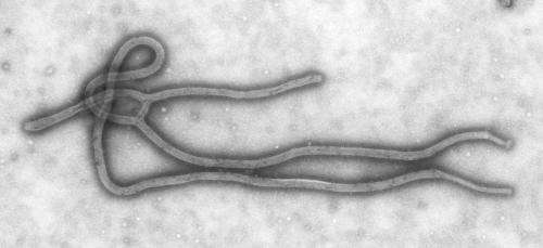 Scientists create mouse model to accelerate research on Ebola vaccines, treatments