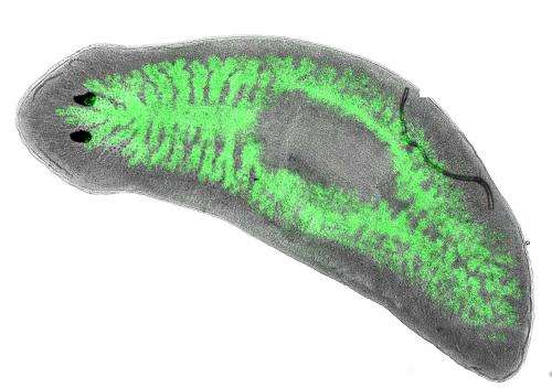 "Immortal" flatworms may be a weapon against bacteria