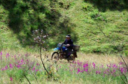 In this undated photo, a farmer is seen riding past the purple-flowering plant, known as the 'Darling Pea', in the bushfire-scar