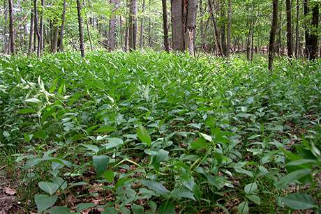Invasive vines swallow up New York's natural areas