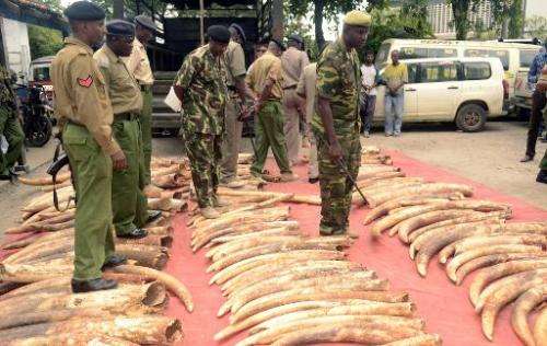 Kenyan police officers look on June 5, 2014 at 302 pieces of ivory, including 228 elephant tusks, seized the day before in a war