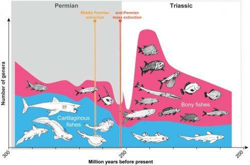 Mass extinction led to many new species of bony fish