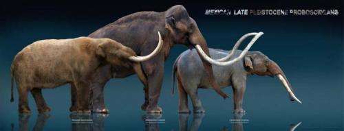 Meet the gomphothere: UA archaeologist involved in discovery of bones of elephant ancestor