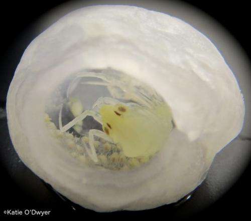 Meet the ocean parasite that inspired the movie Alien