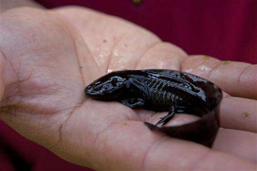 Mexico experts sight endangered 'water monster'