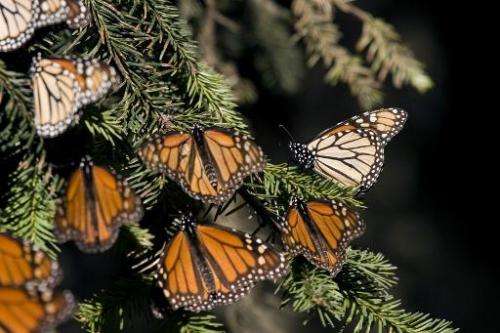 Monarch butterflies in Angangueo, Mexico on December 10, 2008