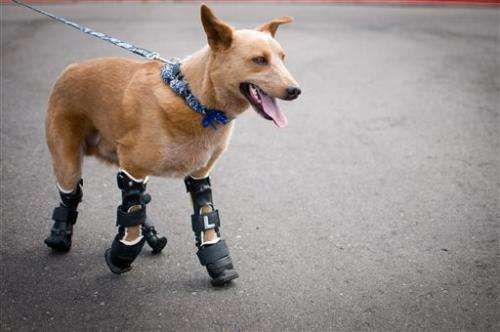More vets turn to prosthetics to help legless pets