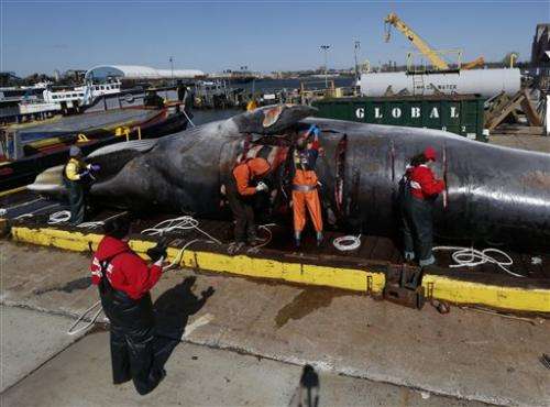 More whales being hit by ships along US East Coast