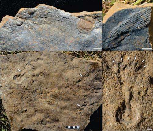 MU researchers find rare fossilized embryos more than 500 million years old