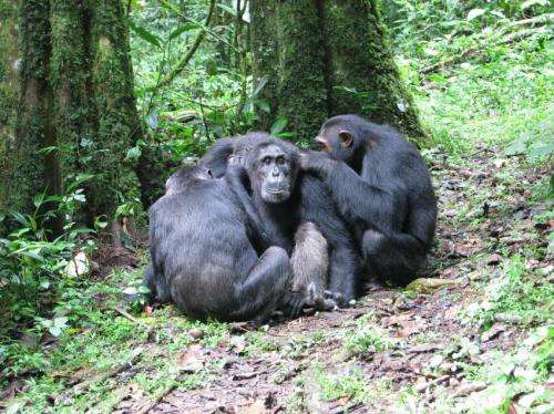 Natural born killers: Chimpanzee violence is an evolutionary strategy