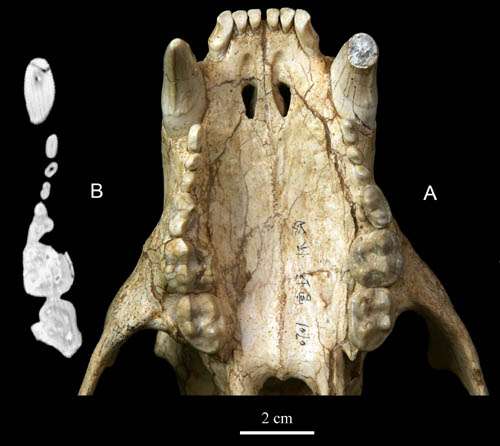 Nearest ancestor of living bears discovered from Gansu, China