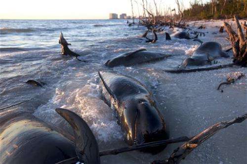 Necropsies begin for 25 pilot whales found dead