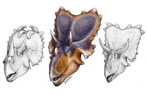 New horned dinosaur reveals unique wing-shaped headgear